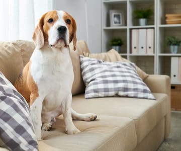 Residential_Odor_Removal_Page_resize.jpg
