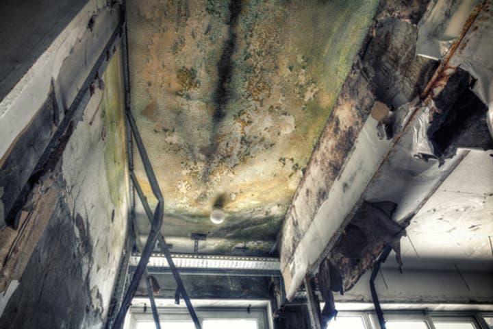 Green and black mold is seen growing on the ceiling of a building. SERVPRO offers an extensive line of mold cleanup, repair, remediation, and restoration services.