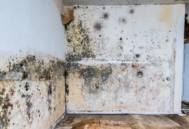 How to Get Rid of Mold & Mildew Smells