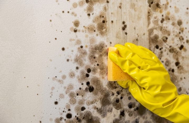 Does Vinegar Kill Mold?